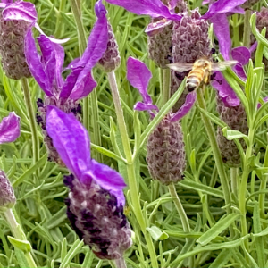 Busy bee on lavender flower heads in my home garden here at Empathic, in Watson Canberra.